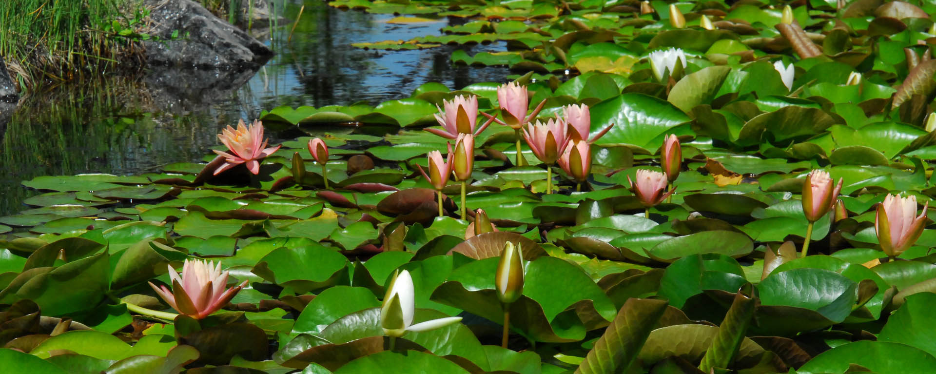 lotus plants floating on water
